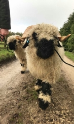 Sheep Walking - Spectator Ticket