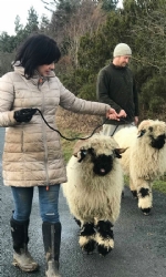 Valais Sheep Walking - Spectator Ticket