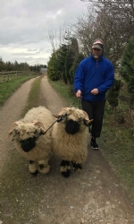 Valais Sheep Walking - Spectator Ticket