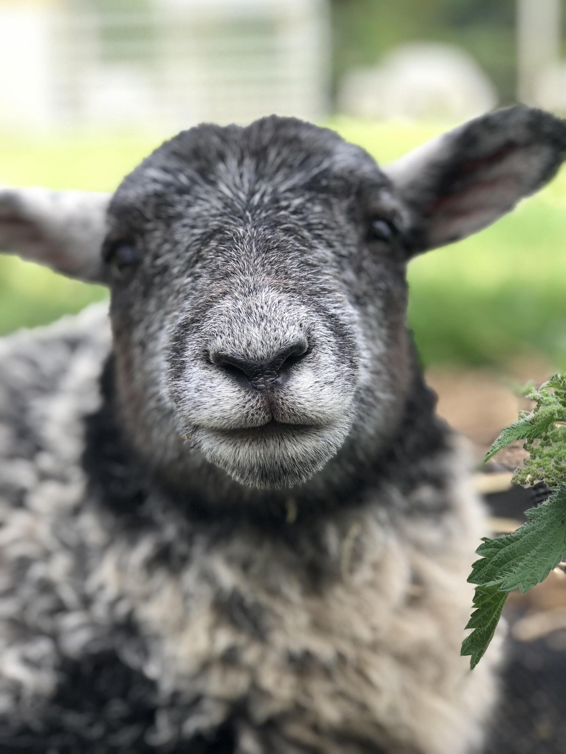 il_fullxfull.7178741525_72v7