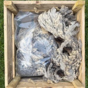 Shetland washed fleece