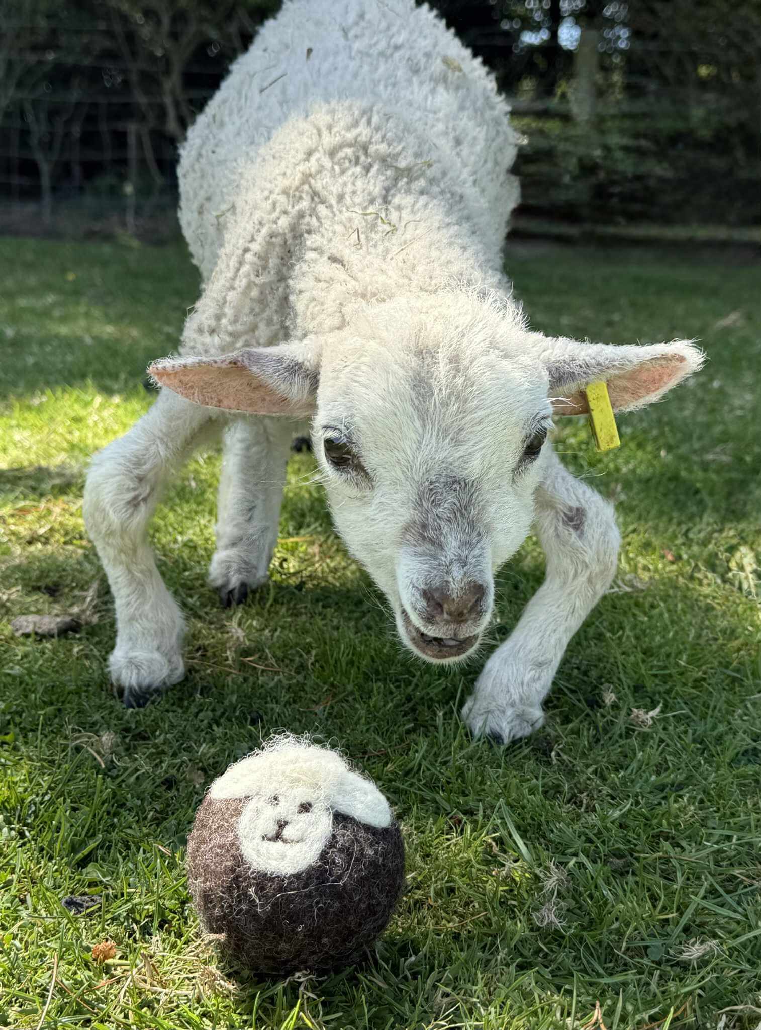 il_fullxfull.7045825573_n02m