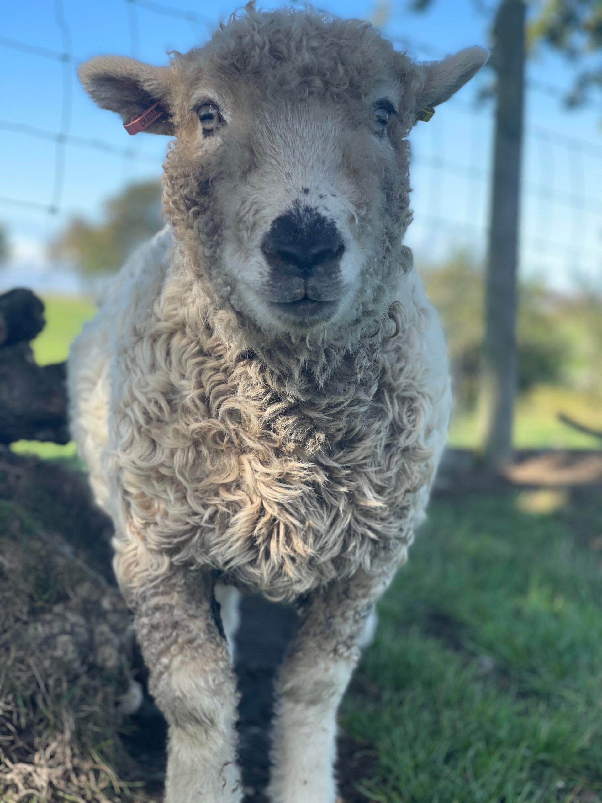 335824575_902292721097611_4929361038725178327_n