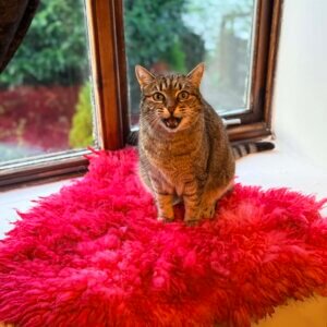 Colourful Mini Rugs Red