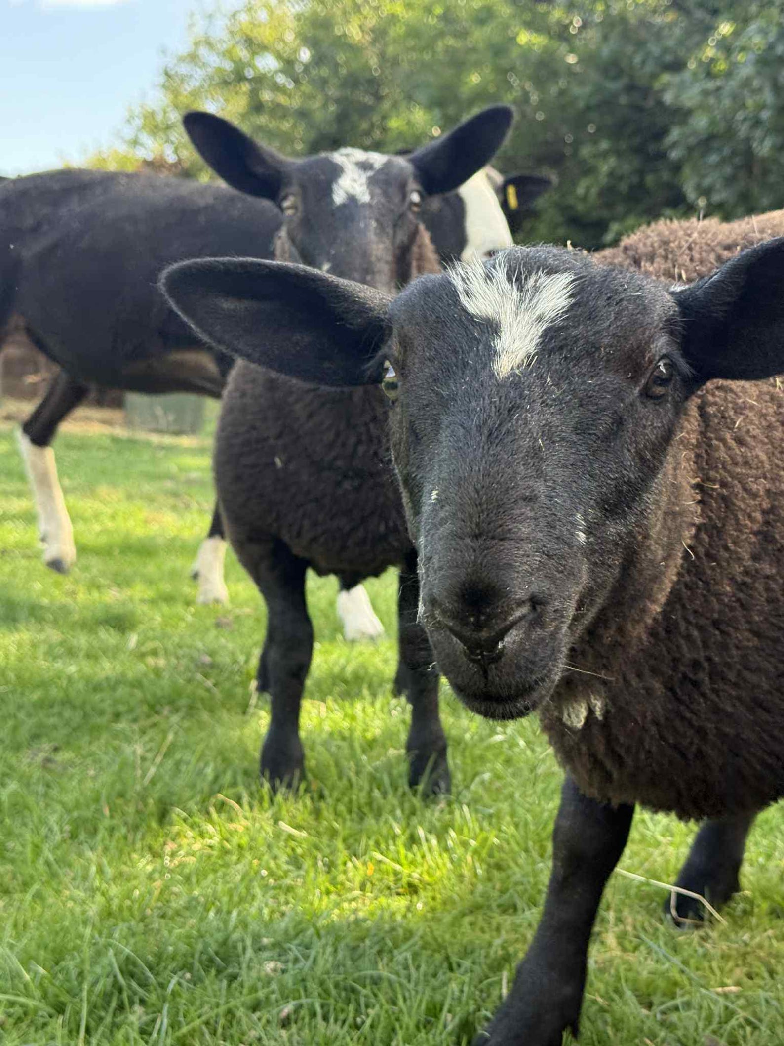 il_1588xN.7157773722_dbva