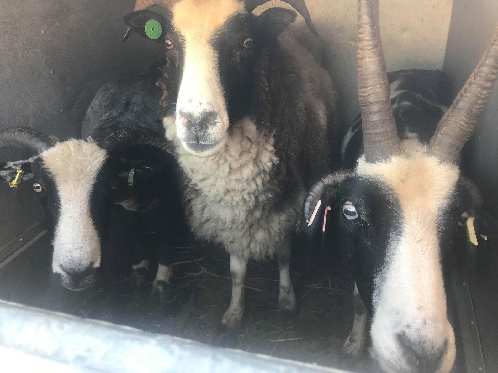 il_fullxfull.7045844196_b2zq