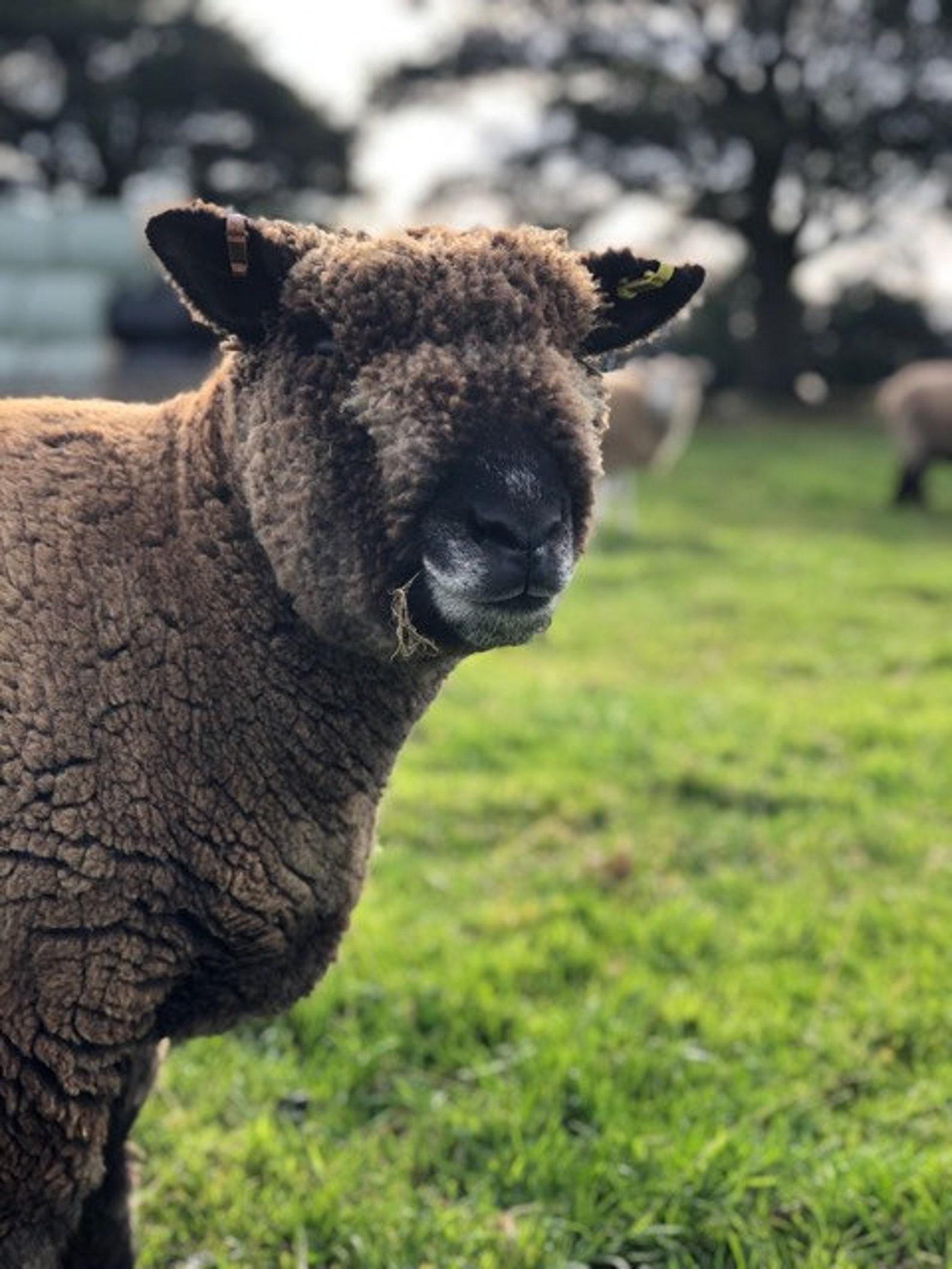 il_fullxfull.7157786058_ekzo