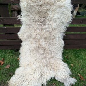 Unknown Rescued Sheep