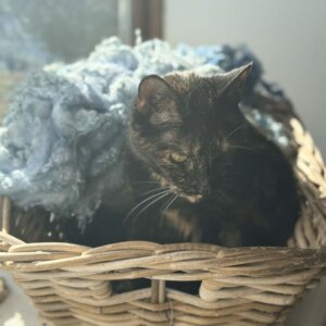 Colourful Fleece Denim 400g